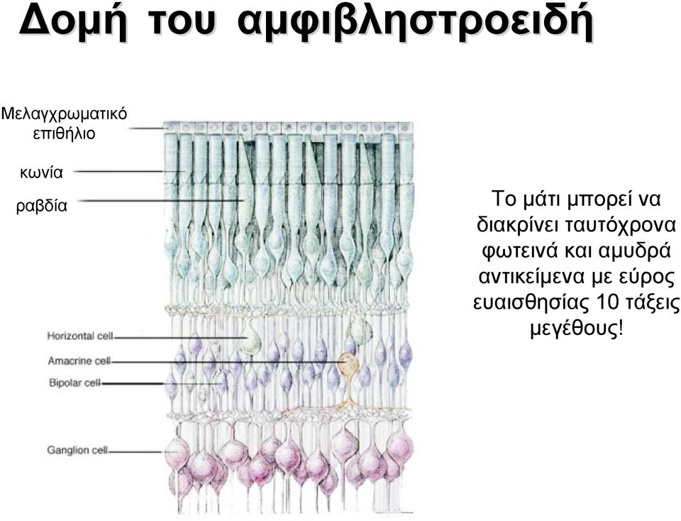 διακρίνει ταυτόχρονα φωτεινά και αμυδρά