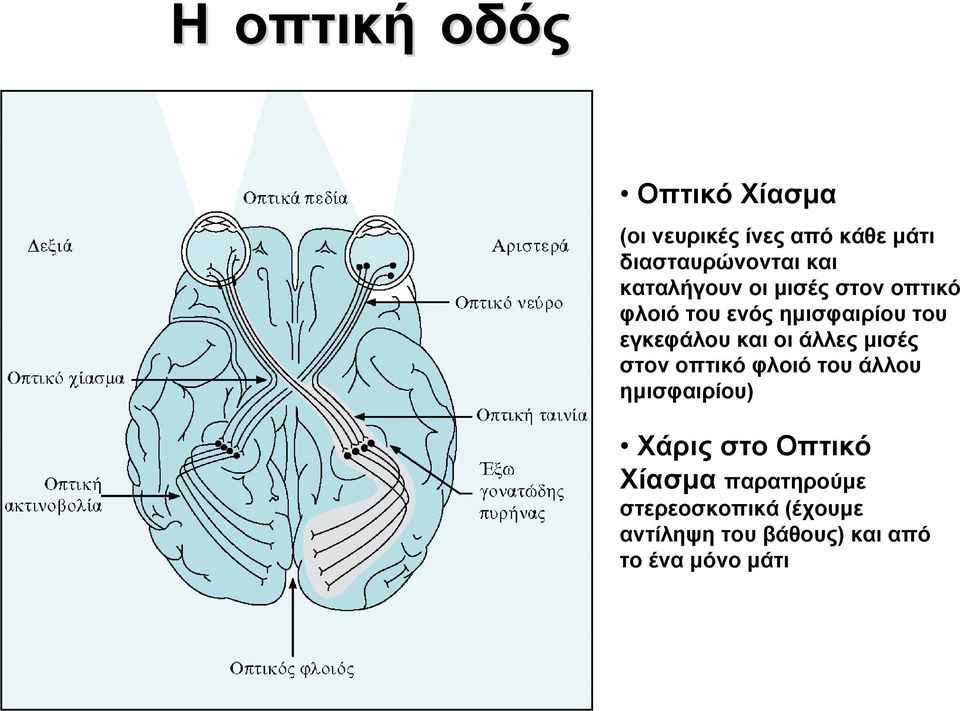 και οι άλλες μισές στον οπτικό φλοιό του άλλου ημισφαιρίου) Χάρις στο Οπτικό