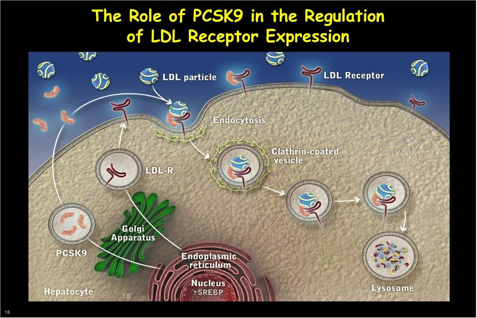 Regulation of