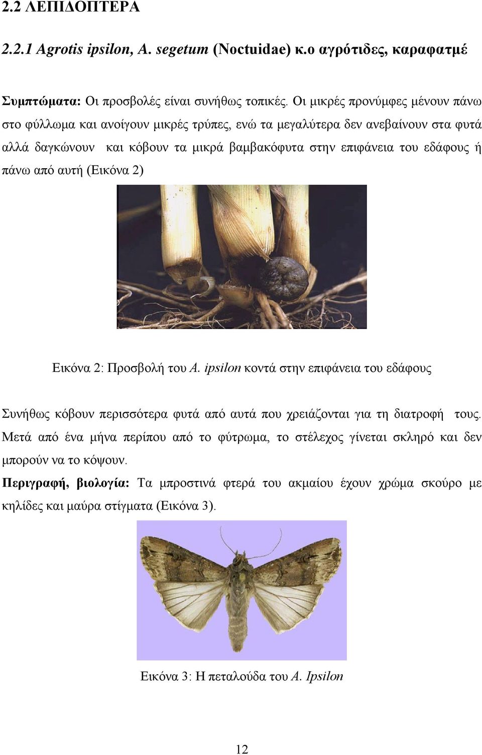 εδάφους ή πάνω από αυτή (Εικόνα 2) Εικόνα 2: Προσβολή του A. ipsilon κοντά στην επιφάνεια του εδάφους Συνήθως κόβουν περισσότερα φυτά από αυτά που χρειάζονται για τη διατροφή τους.