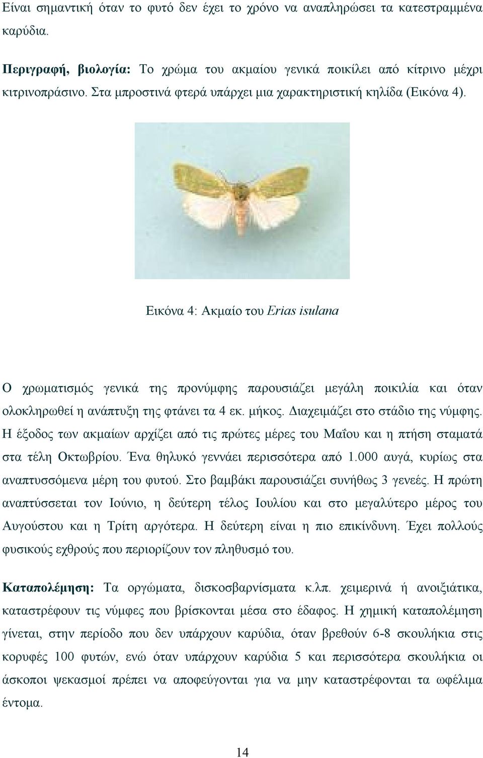 Εικόνα 4: Ακμαίο του Erias isulana Ο χρωματισμός γενικά της προνύμφης παρουσιάζει μεγάλη ποικιλία και όταν ολοκληρωθεί η ανάπτυξη της φτάνει τα 4 εκ. μήκος. Διαχειμάζει στο στάδιο της νύμφης.