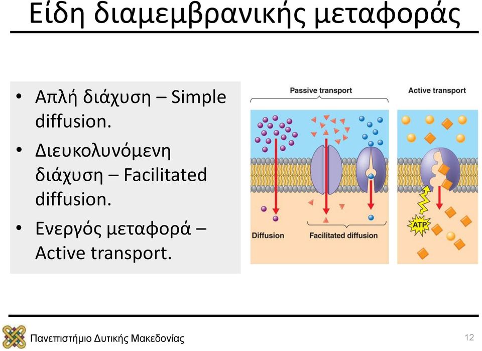 Διευκολυνόμενη διάχυση Facilitated