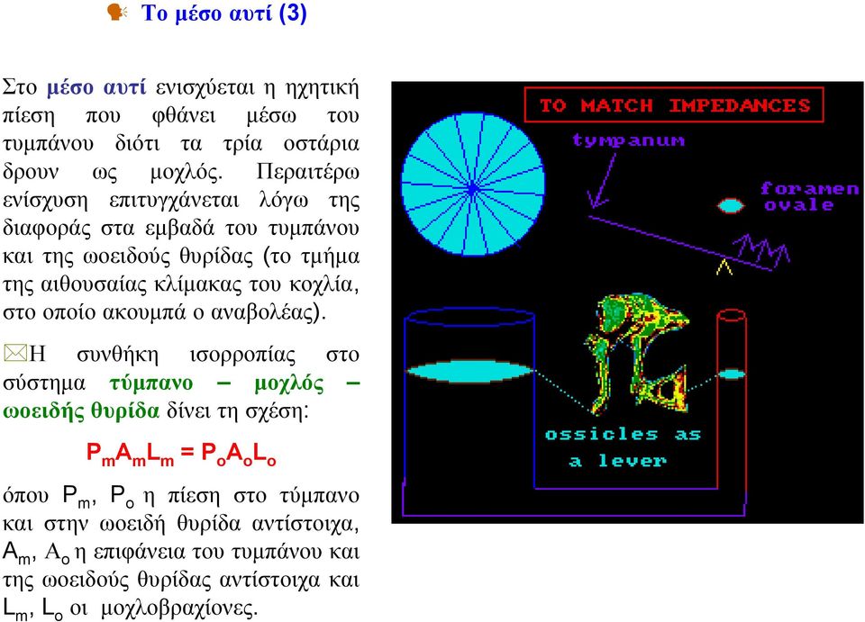κοχλία, στο οποίο ακουμπά ο αναβολέας).