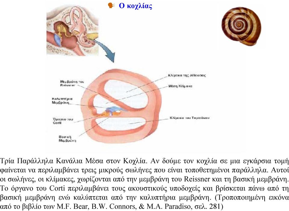 Αυτοί οι σωλήνες, οι κλίμακες, χωρίζονται από την μεμβράνη του Reissner και τη βασική μεμβράνη.