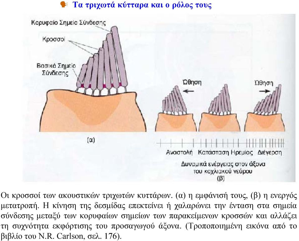 Η κίνηση της δεσμίδας επεκτείνει ή χαλαρώνει την ένταση στα σημεία σύνδεσης μεταξύ των