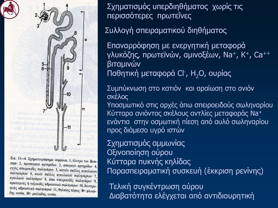 σπειροειδούς σωληναρίου Κύτταρα ανιόντος σκέλους αντλίες μεταφοράς Na + ενάντια στην οσμωτική πίεση από αυλό σωληναρίου προς διάμεσο υγρό ιστών