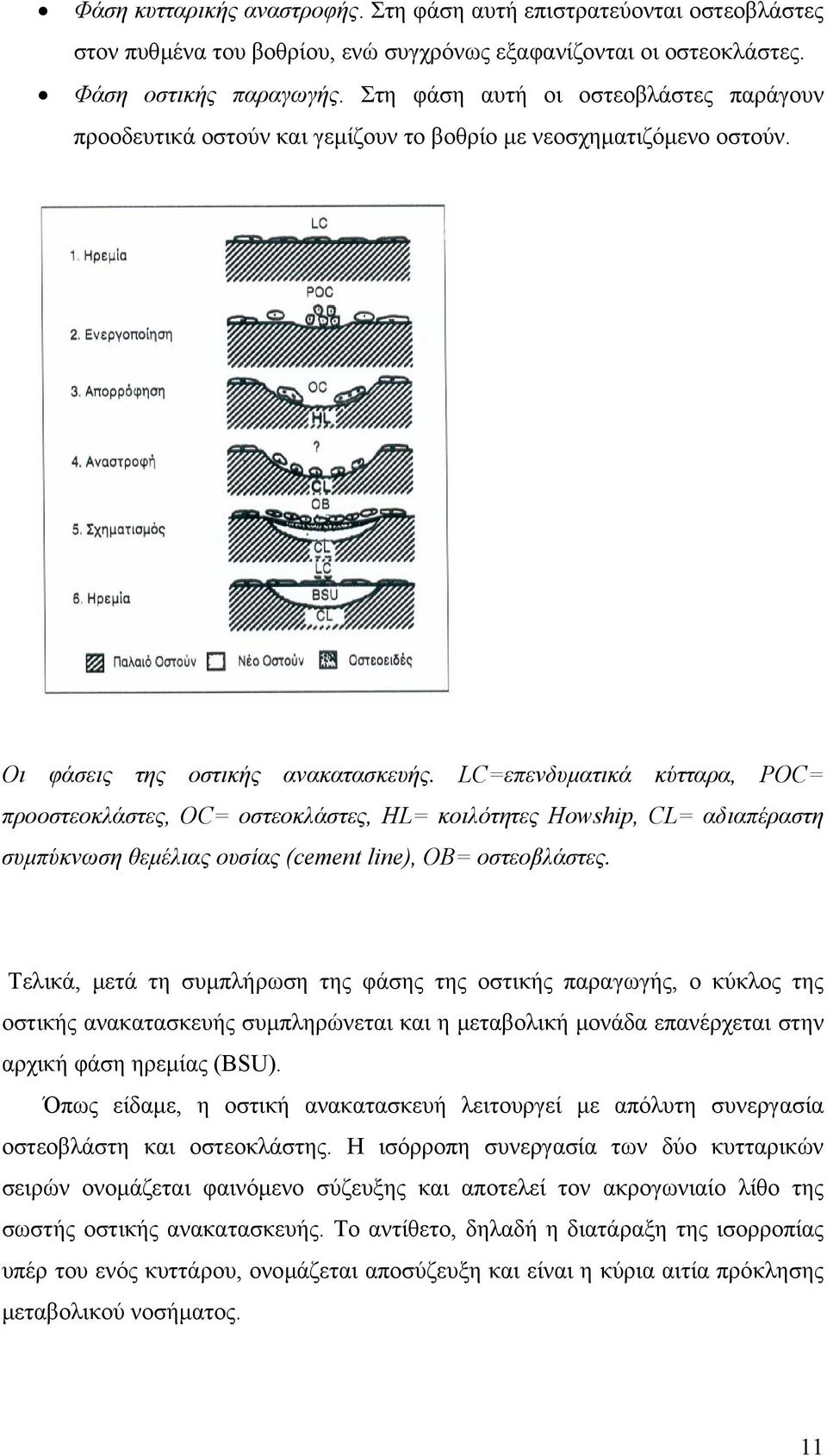 LC=επενδυµατικά κύτταρα, POC= προοστεοκλάστες, OC= οστεοκλάστες, HL= κοιλότητες Howship, CL= αδιαπέραστη συµπύκνωση θεµέλιας ουσίας (cement line), ΟΒ= οστεοβλάστες.