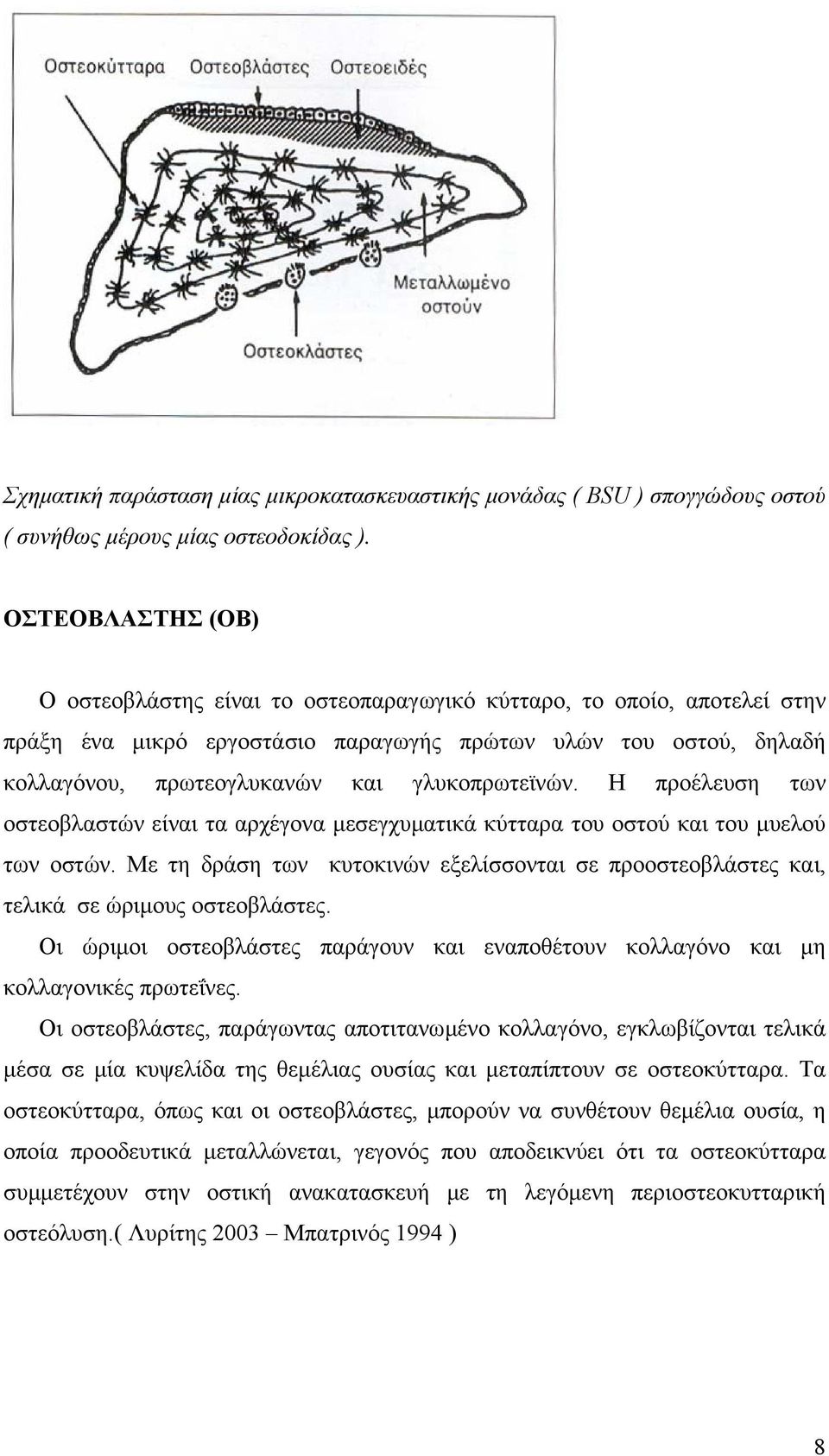 γλυκοπρωτεϊνών. Η προέλευση των οστεοβλαστών είναι τα αρχέγονα µεσεγχυµατικά κύτταρα του οστού και του µυελού των οστών.