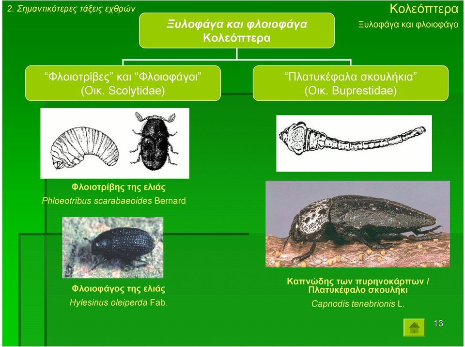 Buprestidae) Φλοιοτρίβης της ελιάς Phloeotribus scarabaeoides Bernard Φλοιοφάγος της ελιάς