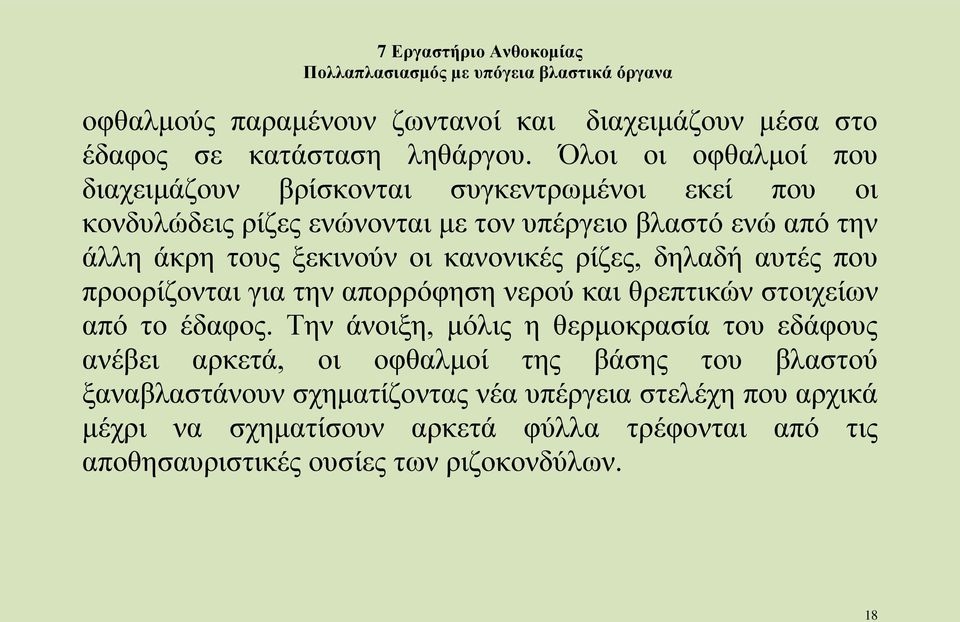 ξεκινούν οι κανονικές ρίζες, δηλαδή αυτές που προορίζονται για την απορρόφηση νερού και θρεπτικών στοιχείων από το έδαφος.