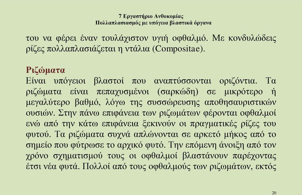 Τα ριζώματα είναι πεπαχυσμένοι (σαρκώδη) σε μικρότερο ή μεγαλύτερο βαθμό, λόγω της συσσώρευσης αποθησαυριστικών ουσιών.