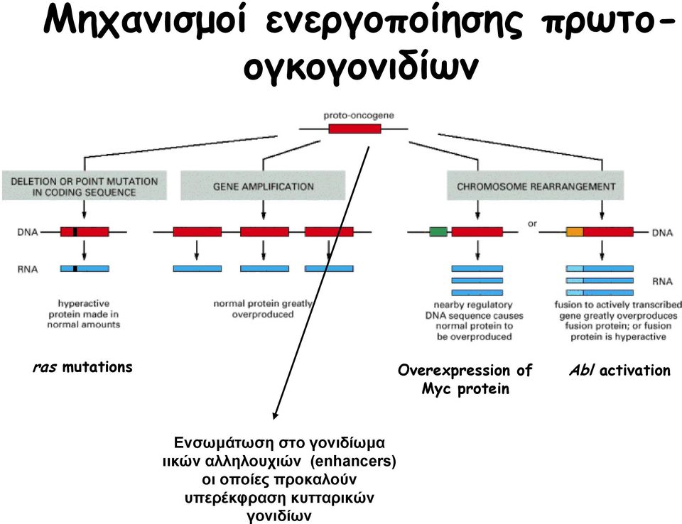 activation Ενσωμάτωση στο γονιδίωμα ιικών