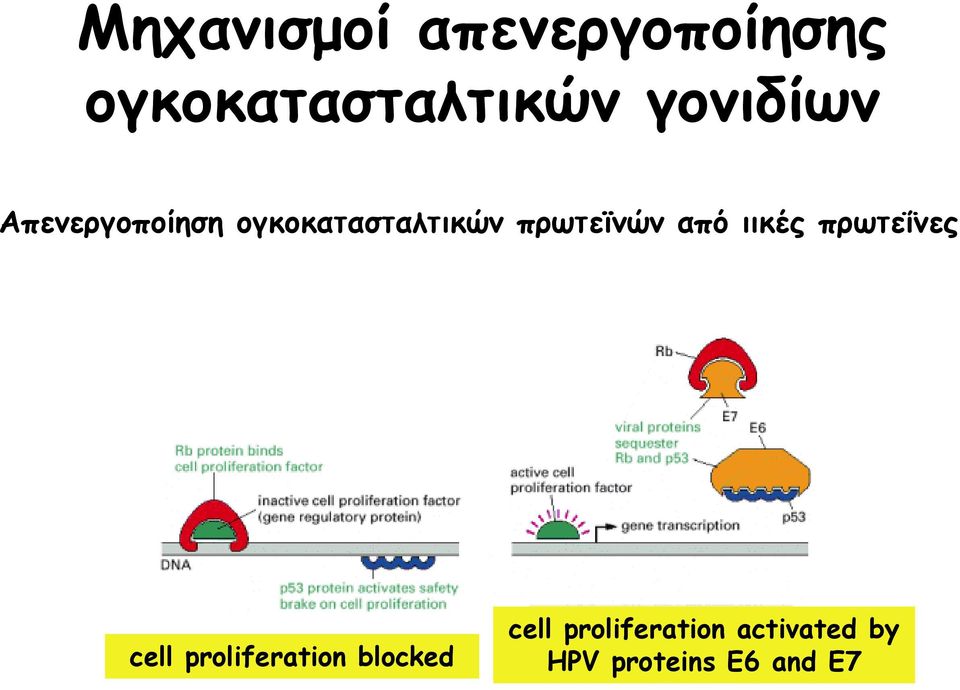 πρωτεϊνών από ιικές πρωτεΐνες cell proliferation