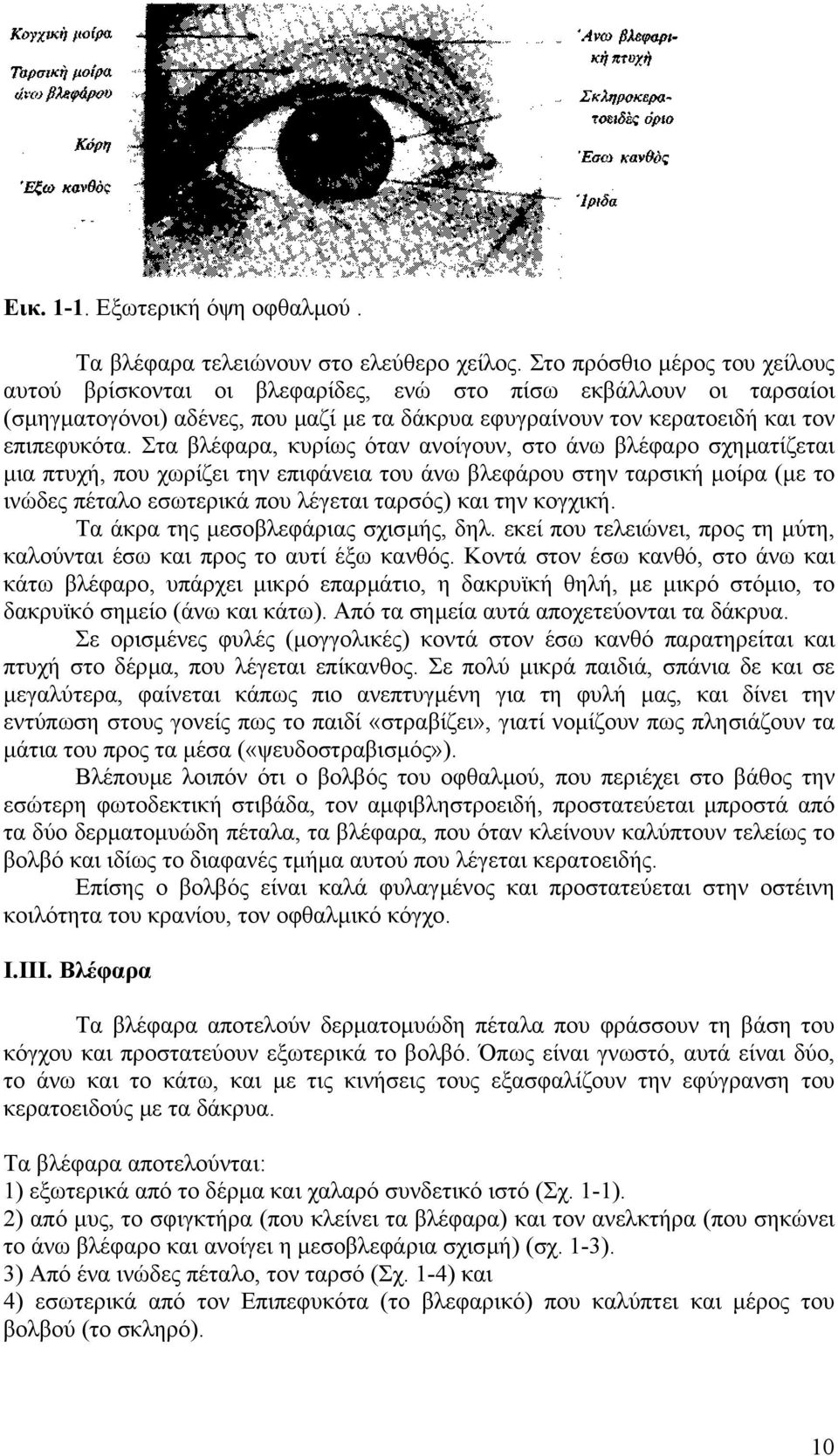 Στα βλέφαρα, κυρίως όταν ανοίγουν, στο άνω βλέφαρο σχηµατίζεται µια πτυχή, που χωρίζει την επιφάνεια του άνω βλεφάρου στην ταρσική µοίρα (µε το ινώδες πέταλο εσωτερικά που λέγεται ταρσός) και την