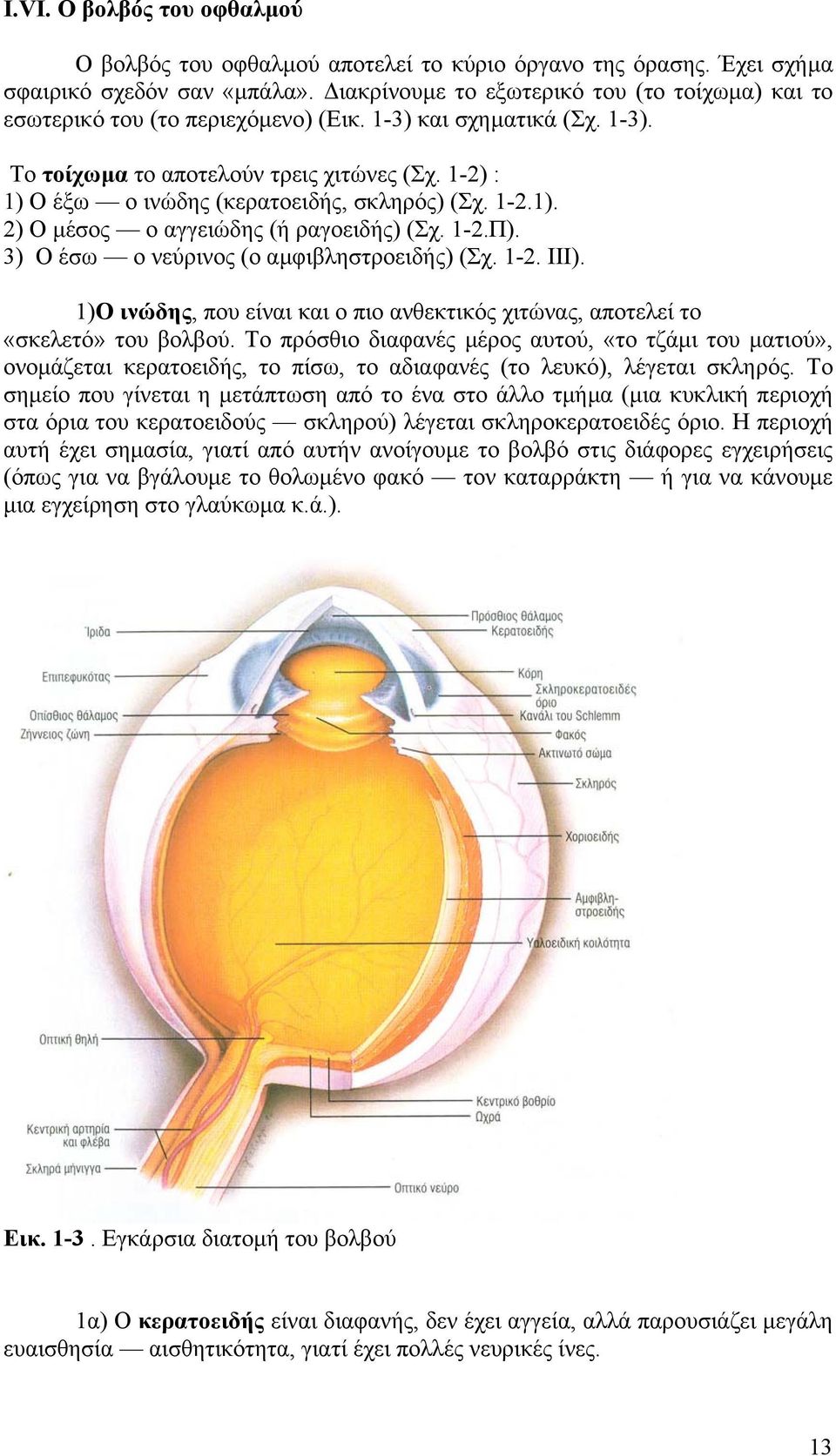 1-2) : 1) Ο έξω ο ινώδης (κερατοειδής, σκληρός) (Σχ. 1-2.1). 2) Ο µέσος ο αγγειώδης (ή ραγοειδής) (Σχ. 1-2.Π). 3) Ο έσω ο νεύρινος (ο αµφιβληστροειδής) (Σχ. 1-2. III).