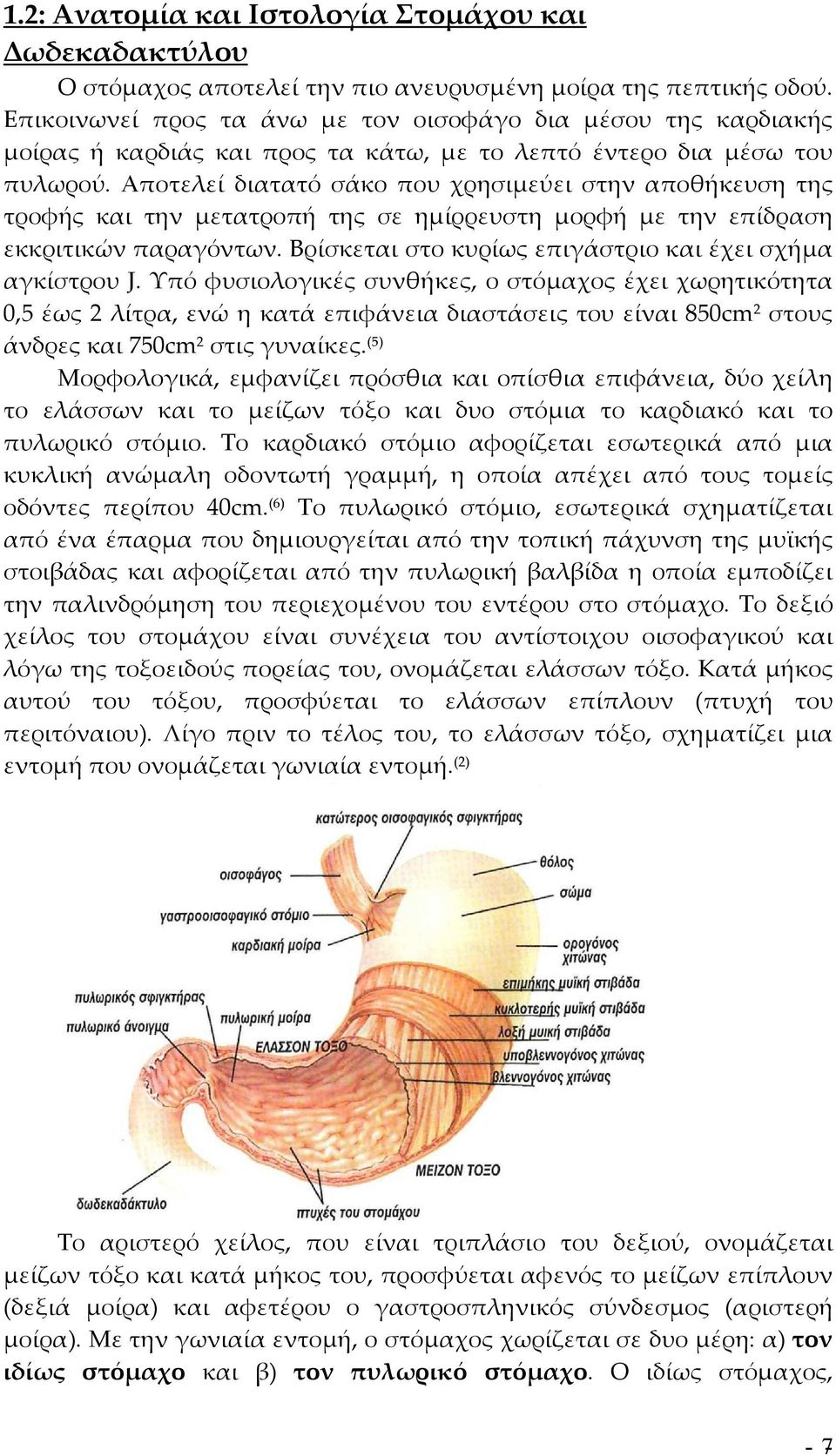 Αποτελεί διατατό σάκο που χρησιμεύει στην αποθήκευση της τροφής και την μετατροπή της σε ημίρρευστη μορφή με την επίδραση εκκριτικών παραγόντων.