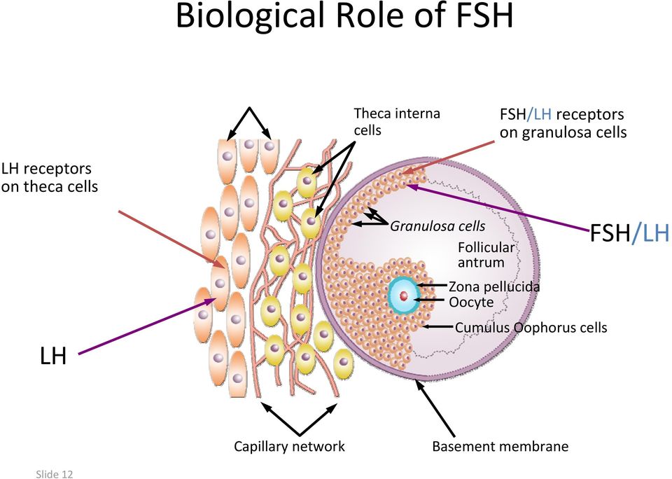 cells Follicular antrum Zona pellucida Oocyte Cumulus