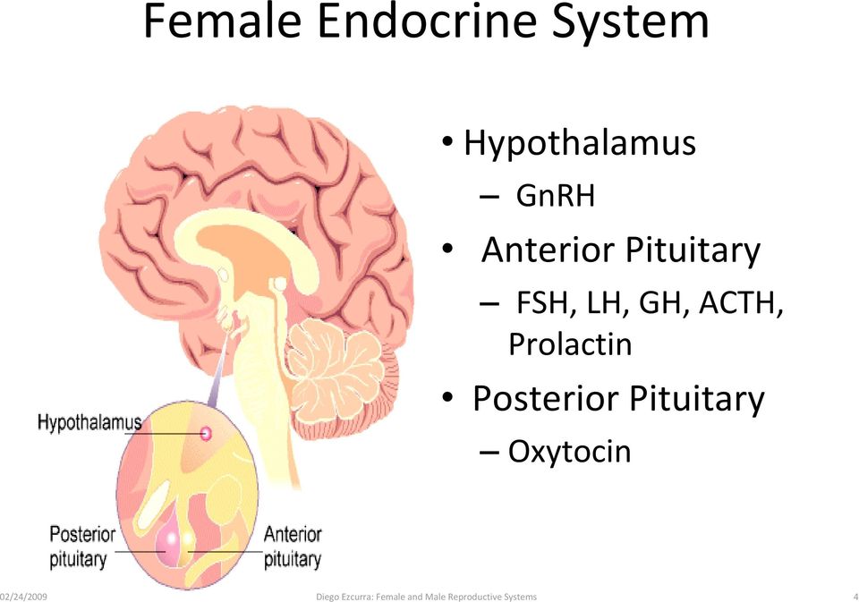 Prolactin Posterior Pituitary Oxytocin