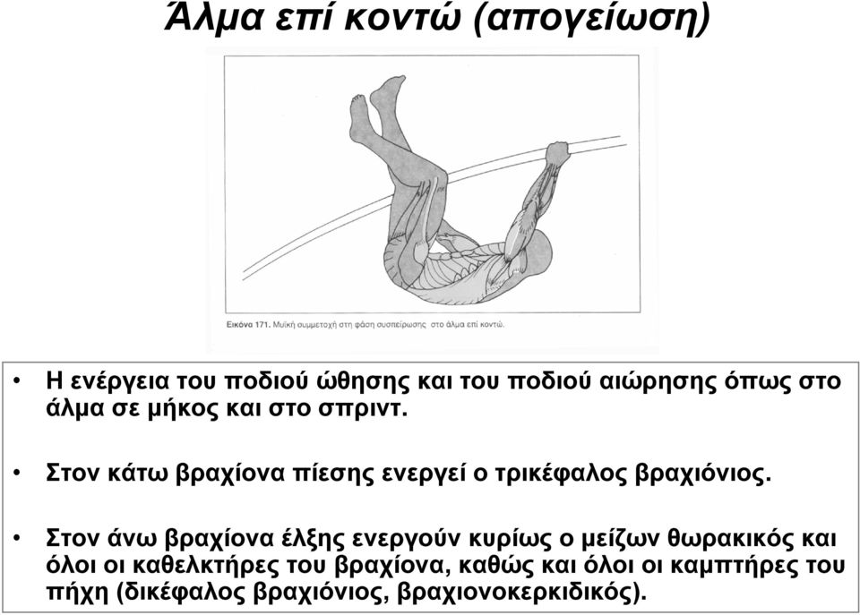 Στον άνω βραχίονα έλξης ενεργούν κυρίως ο μείζων θωρακικός και όλοι οι καθελκτήρες του