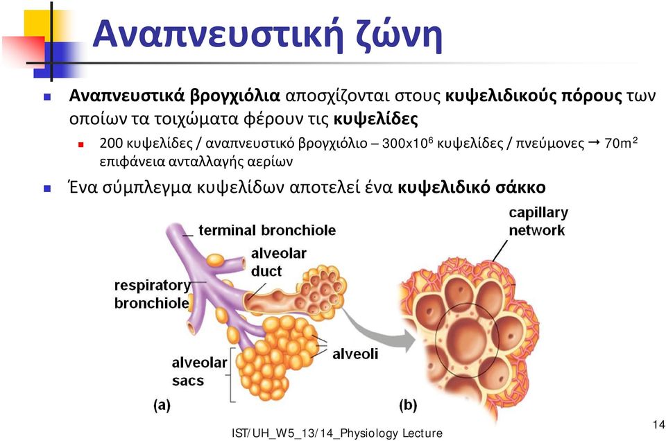 κυψελίδες / αναπνευστικό βρογχιόλιο 300x10 6 κυψελίδες / πνεύμονες 70m