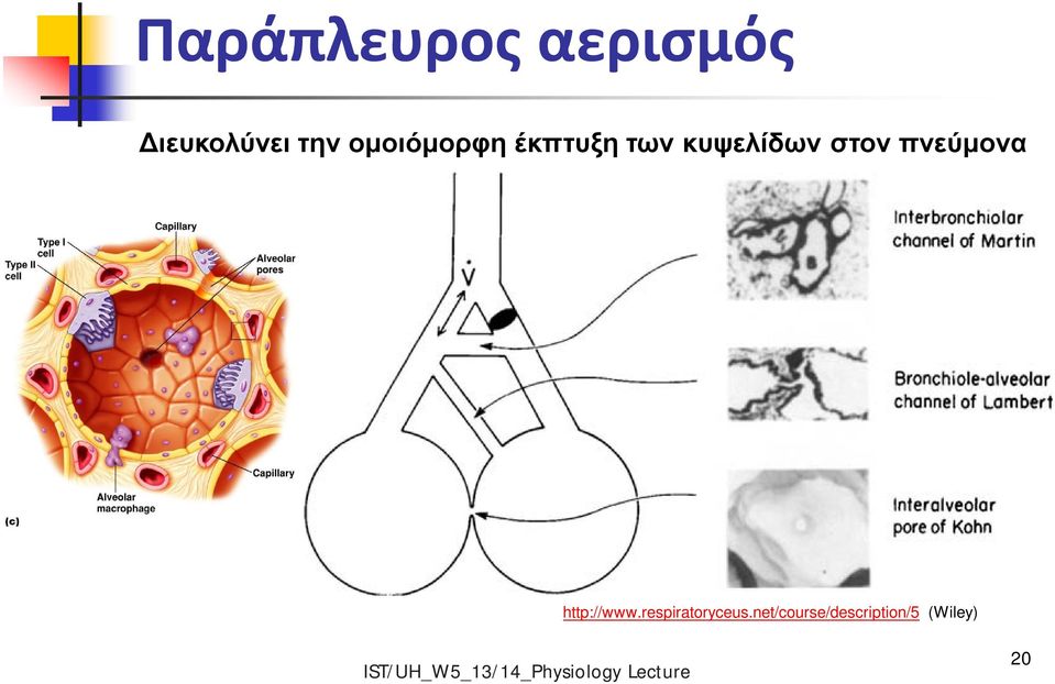 στον πνεύμονα http://www.