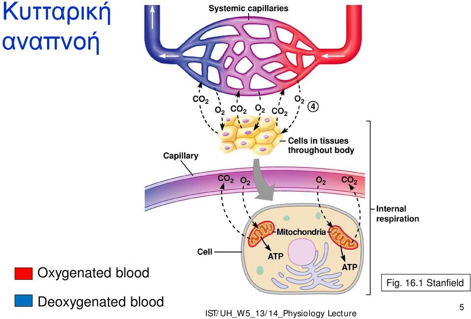 Deoxygenated blood