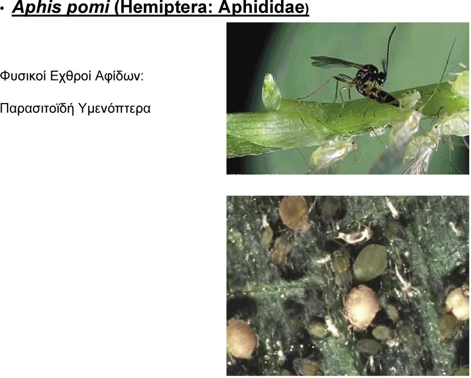 Aphididae)