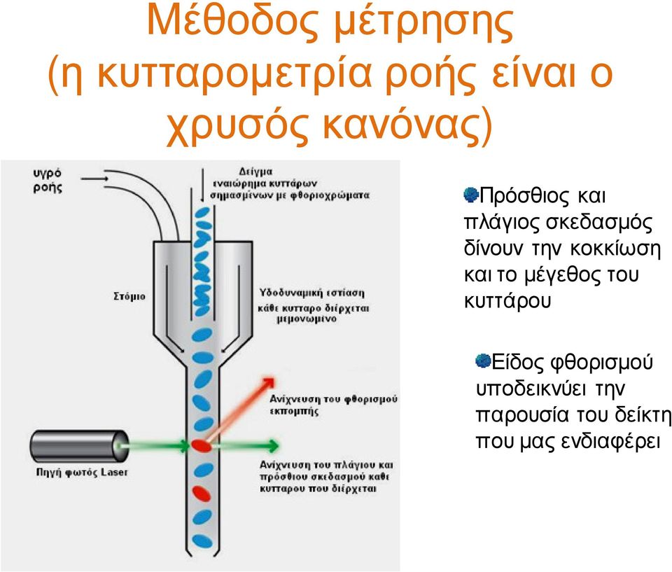 δίνουν την κοκκίωση και το μέγεθος του κυττάρου