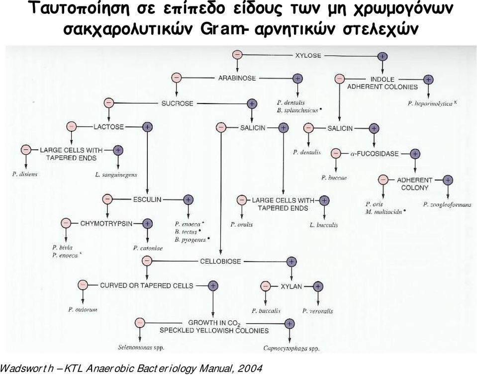 Gram-αρνητικών στελεχών Wadsworth