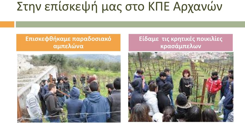 παραδοσιακό αμπελώνα Είδαμε