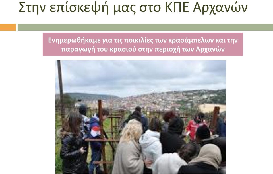 των κρασάμπελων και την παραγωγή