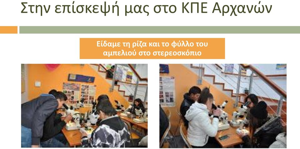 ρίζα και το φύλλο του