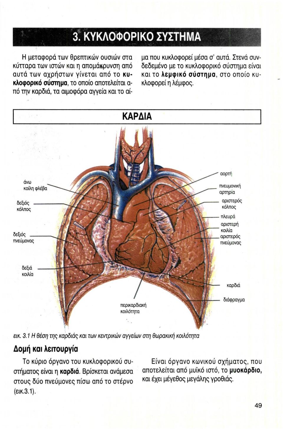 κλοφορεί η λέμφος. και το λεμφικό σύστημα, στο οποίο κυ- πό την καρδιά, τα αιμοφόρα αγγεία και το αί- ΚΑΡΔΙΑ εικ. 3.
