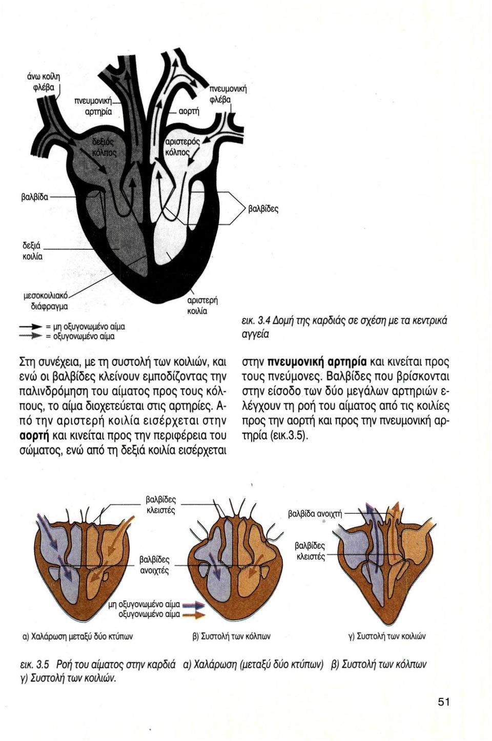 κόλπους, το αίμα διοχετεύεται στις αρτηρίες.