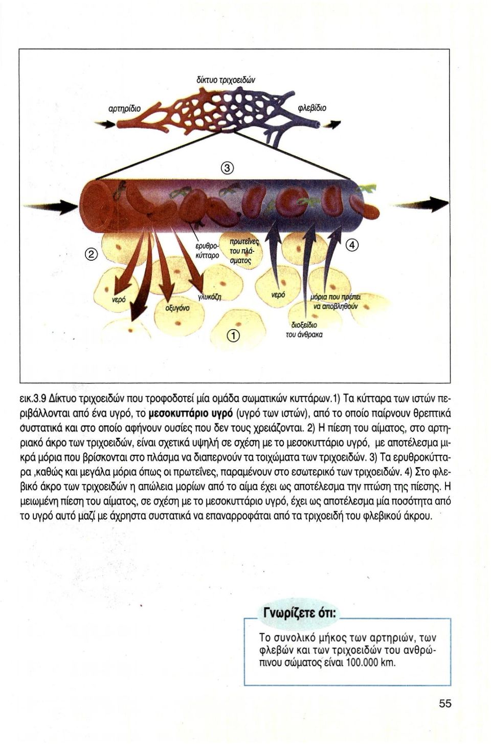 2) Η πίεση του αίματος, στο αρτηριακό άκρο των τριχοειδών, είναι σχετικά υψηλή σε σχέση με το μεσοκυττάριο υγρό, με αποτέλεσμα μικρά μόρια που βρίσκονται στο πλάσμα να διαπερνούν τα τοιχώματα των