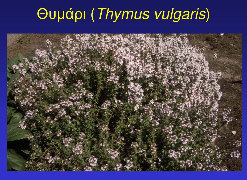 vulgaris)