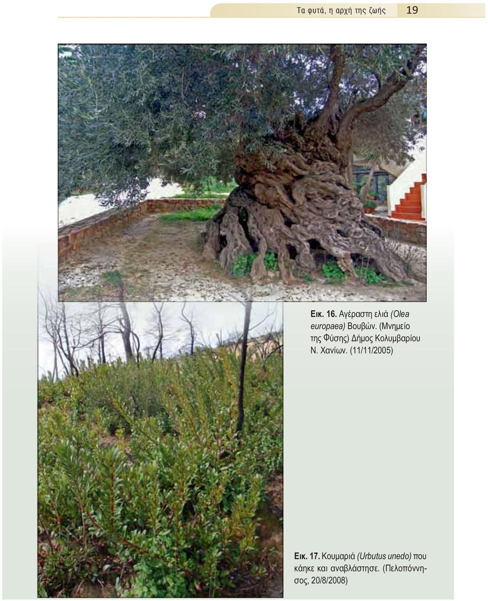 (Μνημείο της Φύσης) Δήμος Κολυμβαρίου Ν. Χανίων.