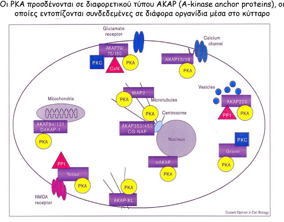 proteins), οι οποίες εντοπίζονται