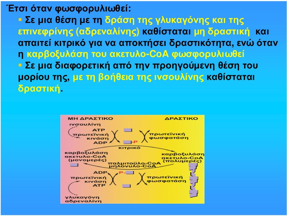 δραστικότητα, ενώ όταν η καρβοξυλάση του ακετυλο-coa φωσφορυλιωθεί Σε µια