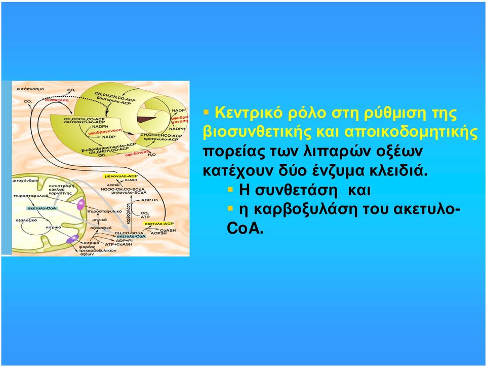 πορείας των λιπαρών οξέων