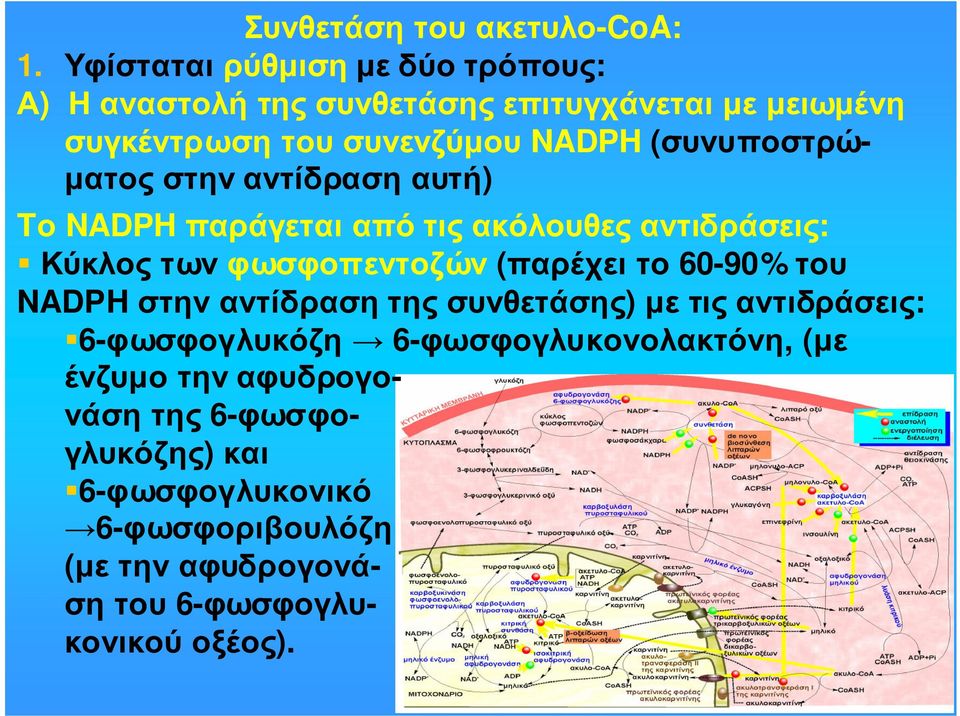 (συνυποστρώ- µατος στην αντίδραση αυτή) Tο NADPH παράγεται από τις ακόλουθες αντιδράσεις: Κύκλος των φωσφοπεντοζών (παρέχει το