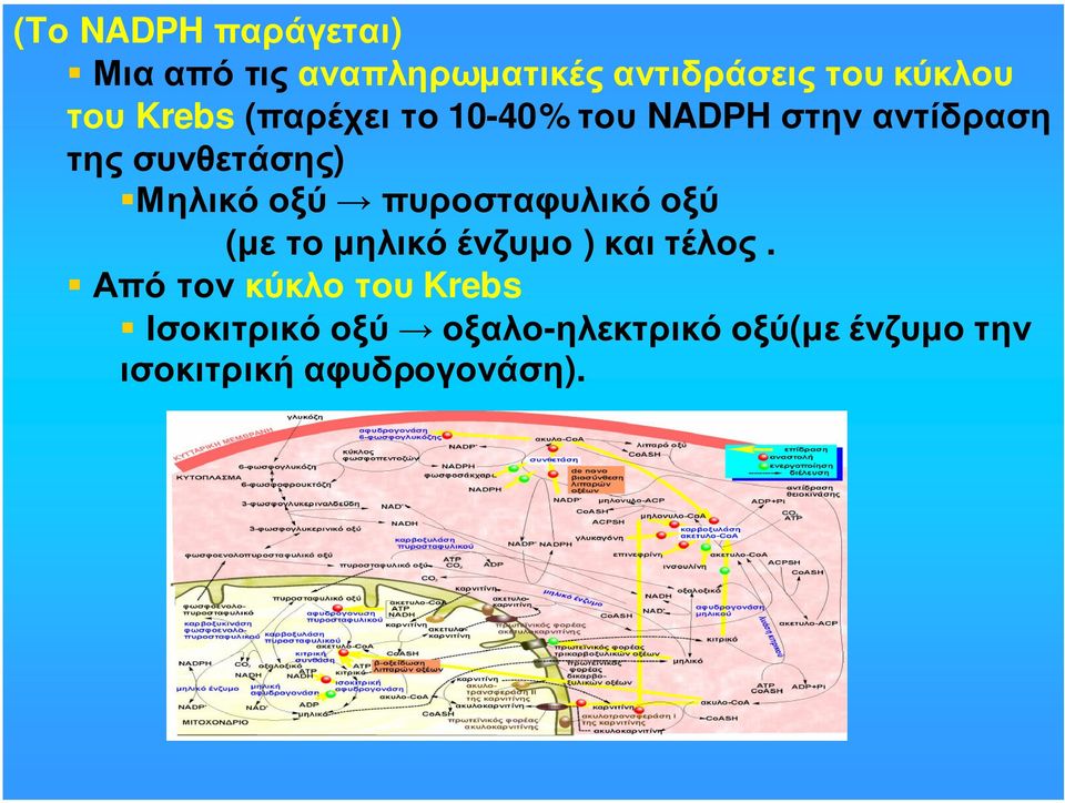 Μηλικό οξύ πυροσταφυλικό οξύ (µετοµηλικόένζυµο ) καιτέλος.