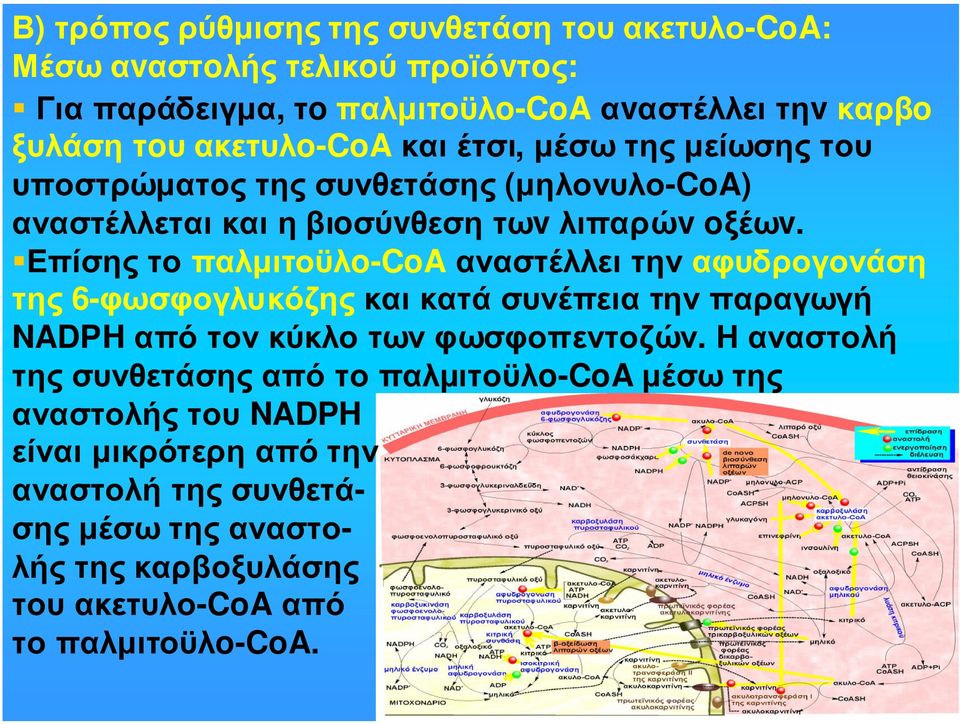 Επίσης το παλµιτοϋλo-coa αναστέλλει την αφυδρογονάση της 6-φωσφογλυκόζης και κατά συνέπεια την παραγωγή NADPH από τον κύκλο των φωσφοπεντοζών.