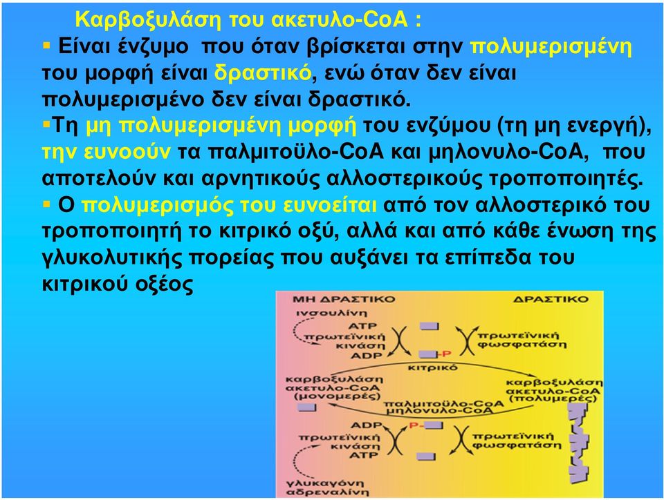 Τηµηπολυµερισµένηµορφήτουενζύµου (τηµηενεργή), την ευνοούν τα παλµιτοϋλο-coa και µηλονυλο-coa, που αποτελούν και