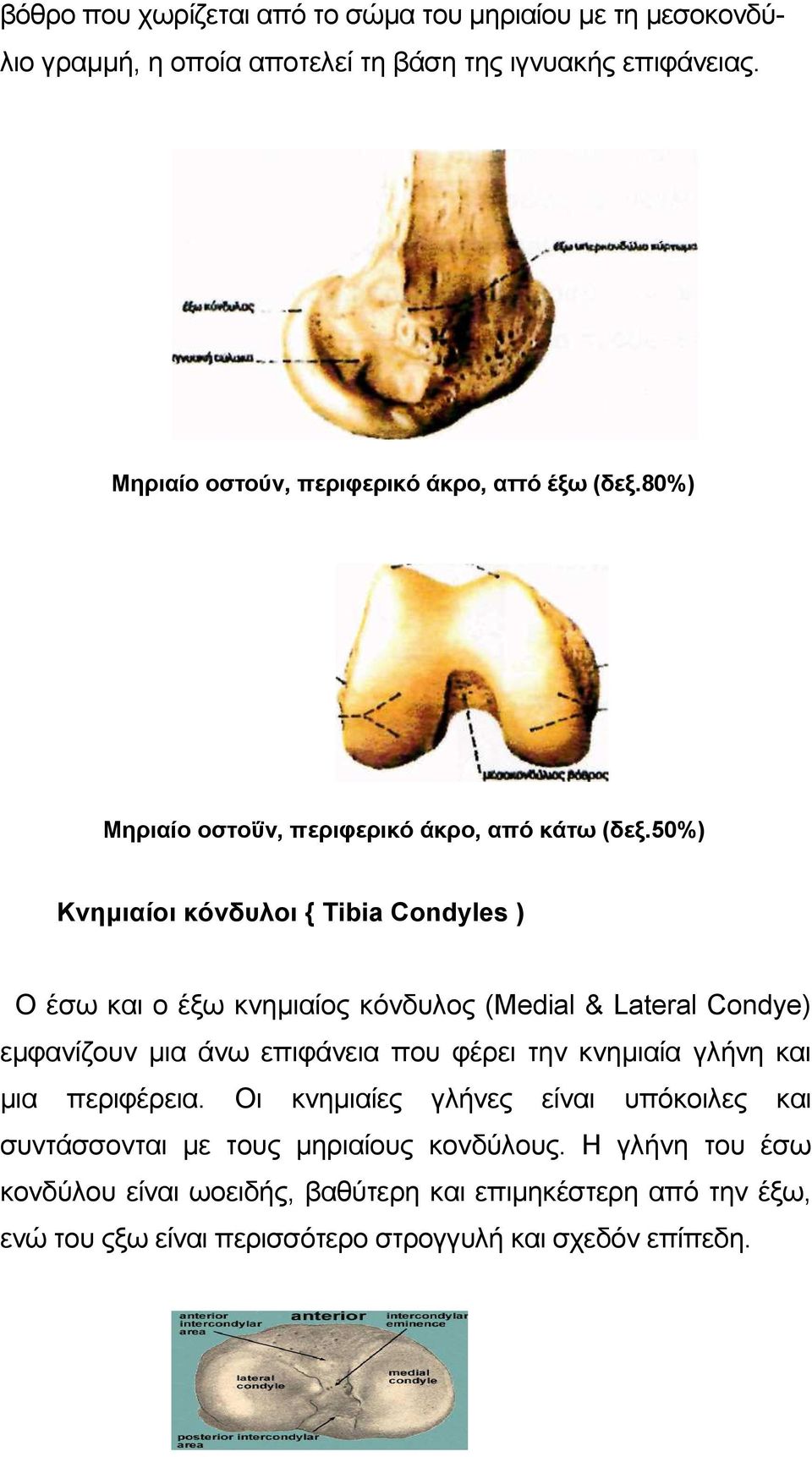 50%) Κνηµιαίοι κόνδυλοι { Tibia Condyles ) Ο έσω και ο έξω κνηµιαίος κόνδυλος (Medial & Lateral Condye) εµφανίζουν µια άνω επιφάνεια που φέρει την κνηµιαία