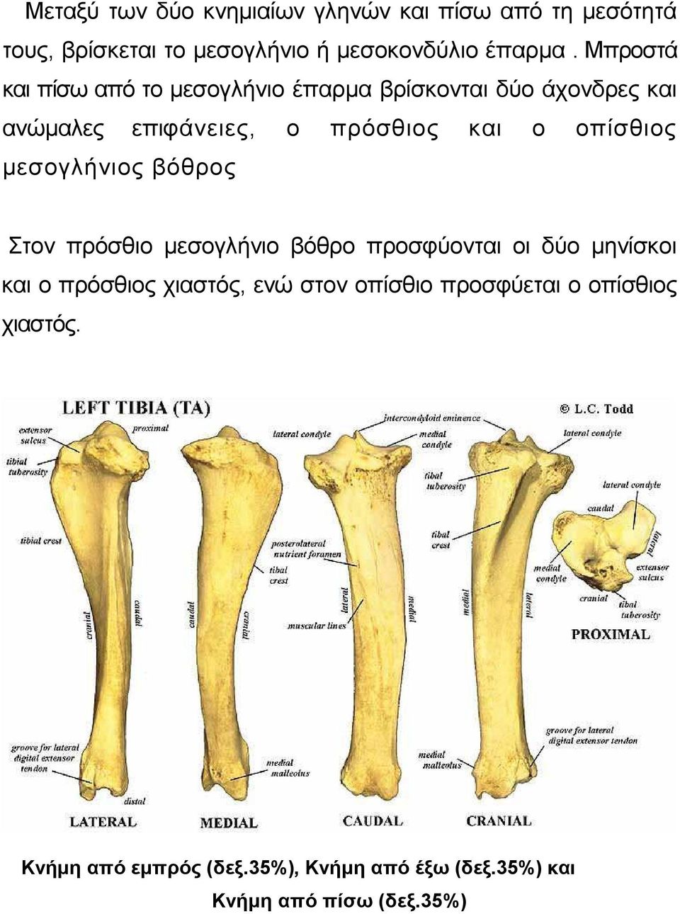 οπίσθιος µεσογλήνιος βόθρος Στον πρόσθιο µεσογλήνιο βόθρο προσφύονται οι δύο µηνίσκοι και ο πρόσθιος χιαστός, ενώ