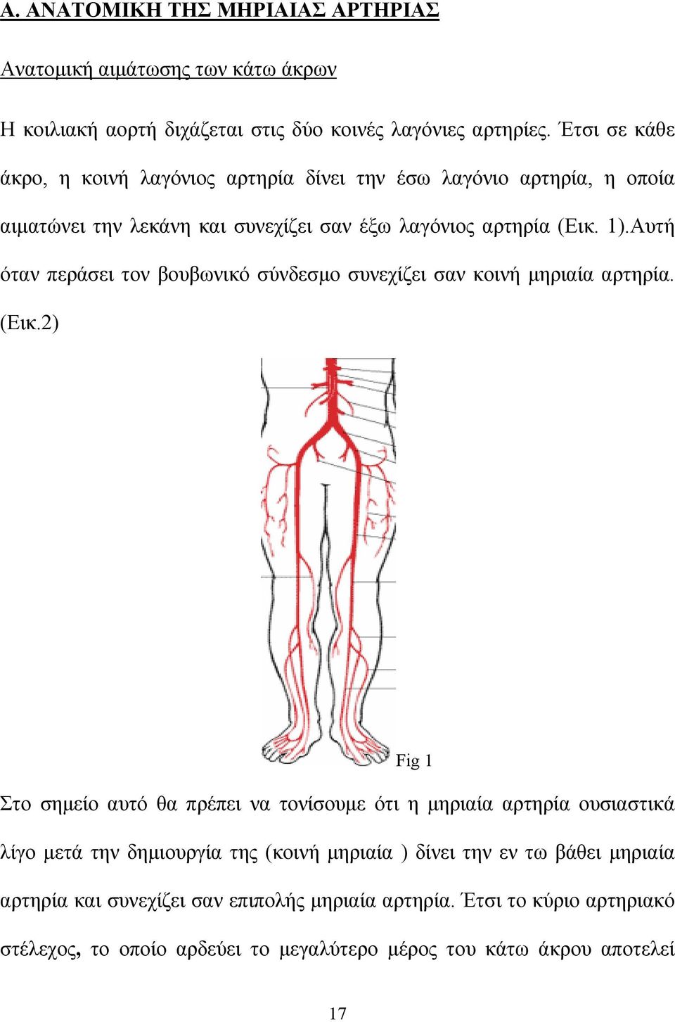 Αυτή όταν περάσει τον βουβωνικό σύνδεσμο συνεχίζει σαν κοινή μηριαία αρτηρία. (Εικ.
