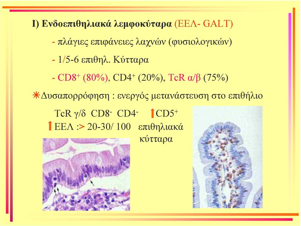 Κύτταρα - CD8 + (80%), CD4 + (20%), TcR α/β (75%) υσαπορρόφηση :