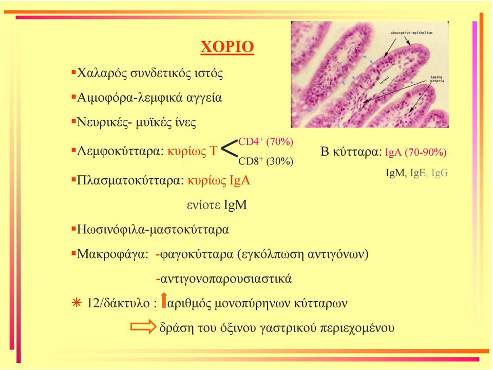 IgE, IgG ενίοτε IgM Ηωσινόφιλα-µαστοκύτταρα Μακροφάγα: -φαγοκύτταρα (εγκόλπωση αντιγόνων)