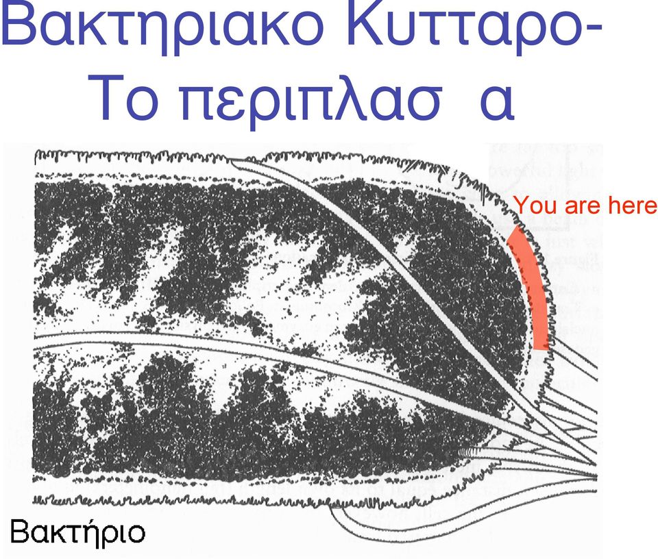 περιπλασµα